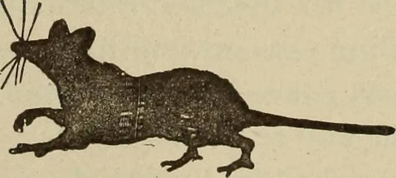 An illustration from What to do and how to do it; the American boys handy book, 1920, leaf 373
