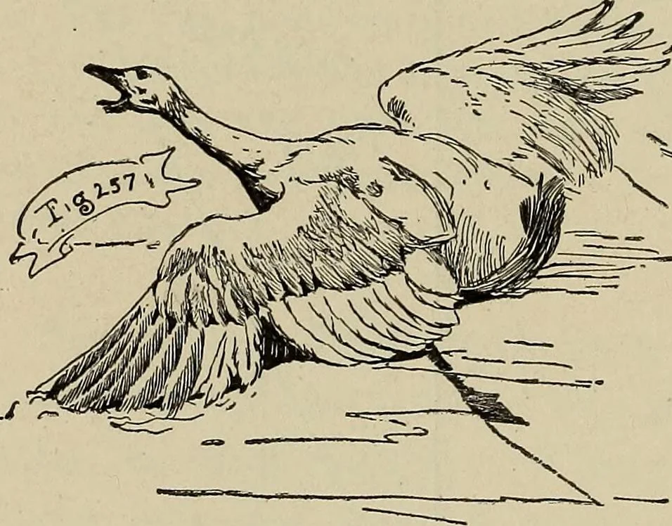 An illustration from What to do and how to do it; the American boys handy book, 1920, leaf 415