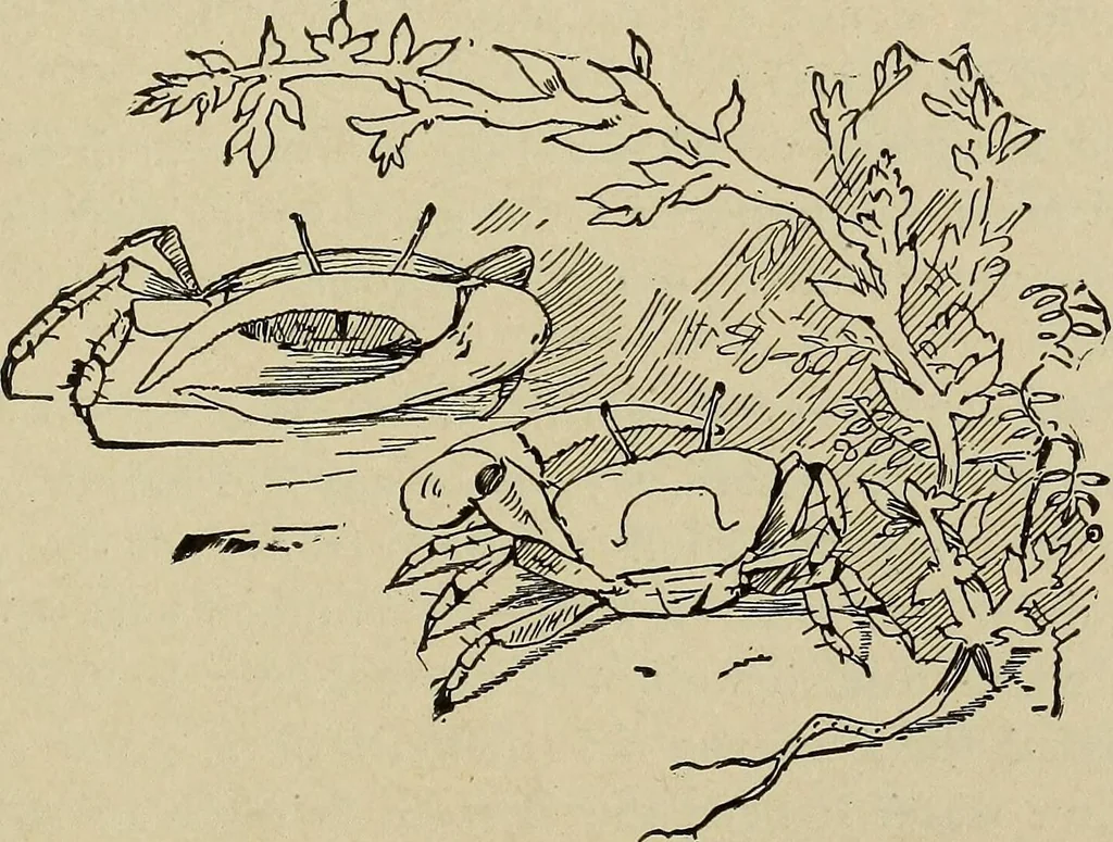 An illustration from What to do and how to do it; the American boys handy book, 1920, leaf 86
