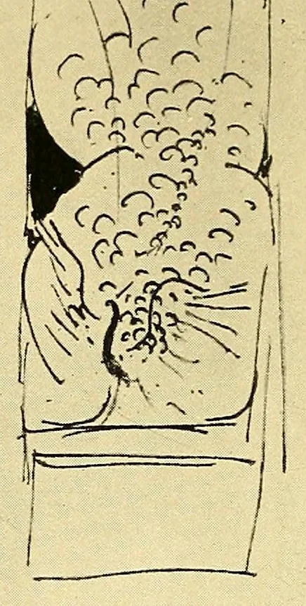 An illustration from The Whistler journal, 1921, leaf 204