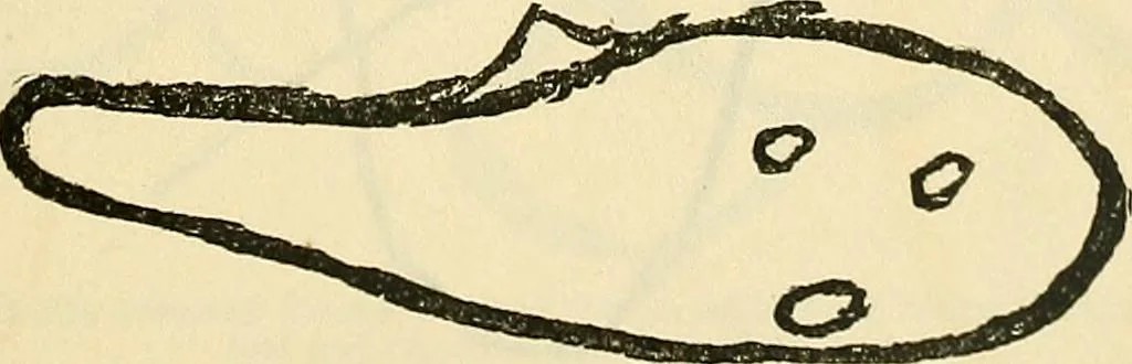 An illustration from The widow's mite and other psychic phenomena, 1904, leaf 322
