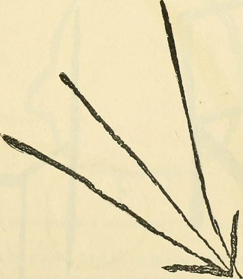 An illustration from The widow's mite and other psychic phenomena, 1904, leaf 326