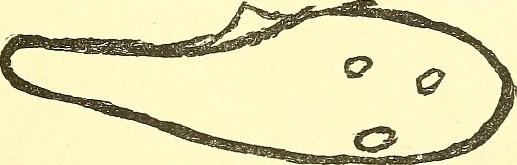 An illustration from The widow's mite and other psychic phenomena, 1911, leaf 320