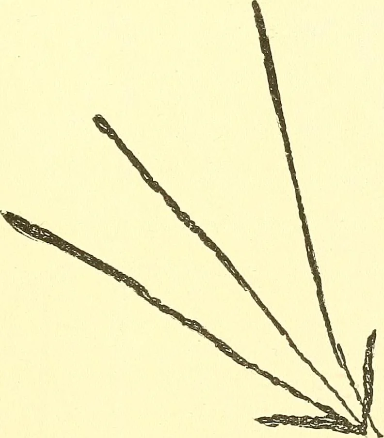 An illustration from The widow's mite and other psychic phenomena, 1911, leaf 324