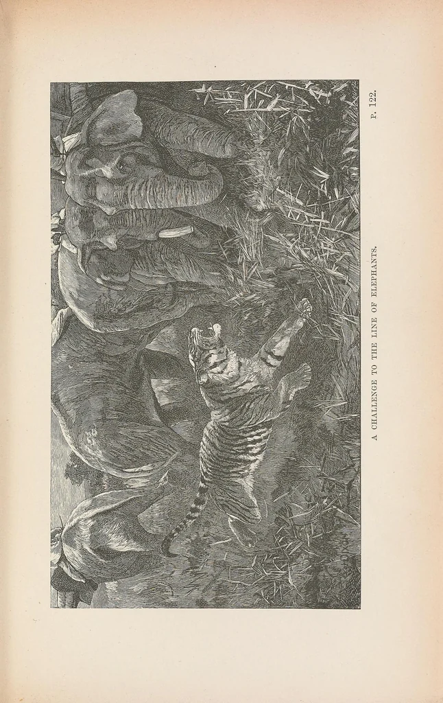 An illustration from Wild beasts and their ways : reminiscences of Europe, Asia, Africa and America, 1890, leaf 157