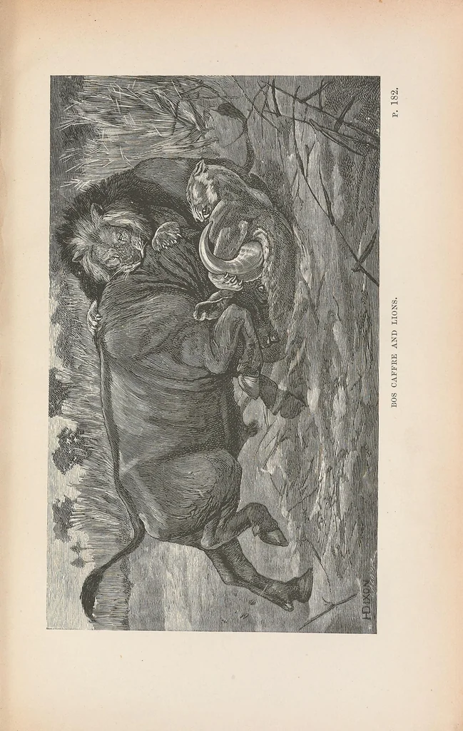 An illustration from Wild beasts and their ways : reminiscences of Europe, Asia, Africa and America, 1890, leaf 225