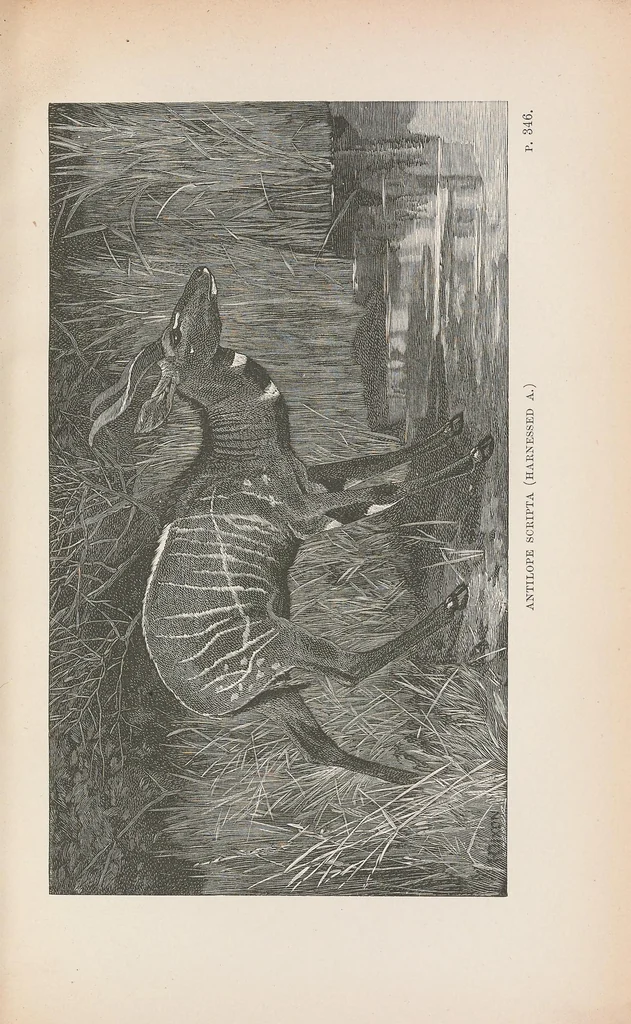 An illustration from Wild beasts and their ways : reminiscences of Europe, Asia, Africa and America, 1890, leaf 417
