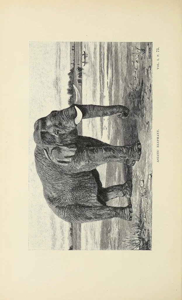 An illustration from Wild beasts and their ways : reminiscences of Europe, Asia, Africa, and America, 1890, leaf 100