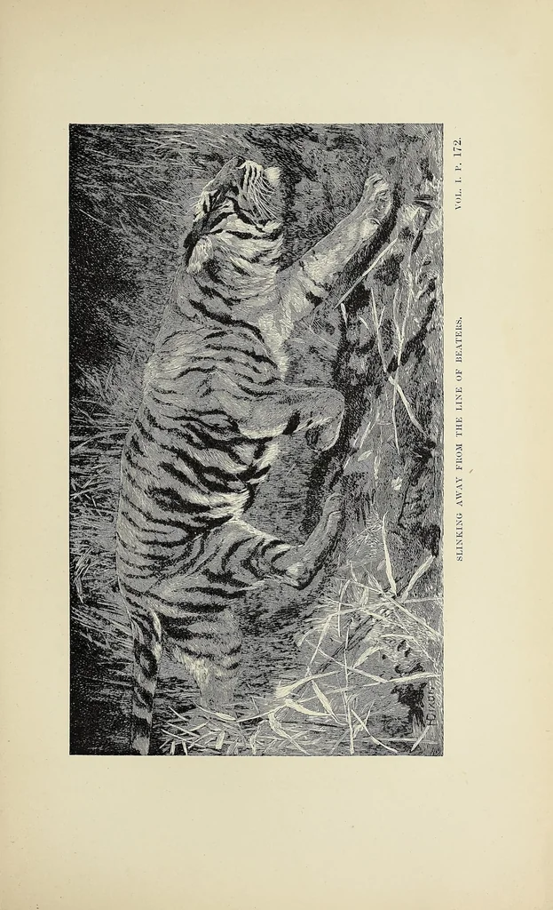 An illustration from Wild beasts and their ways : reminiscences of Europe, Asia, Africa, and America, 1890, leaf 203