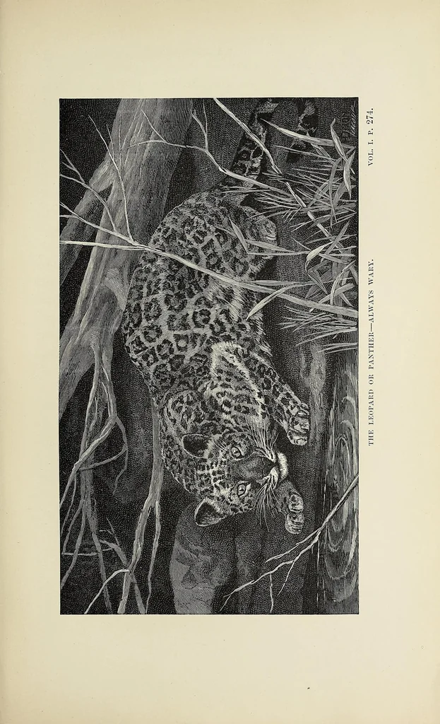 An illustration from Wild beasts and their ways : reminiscences of Europe, Asia, Africa, and America, 1890, leaf 309
