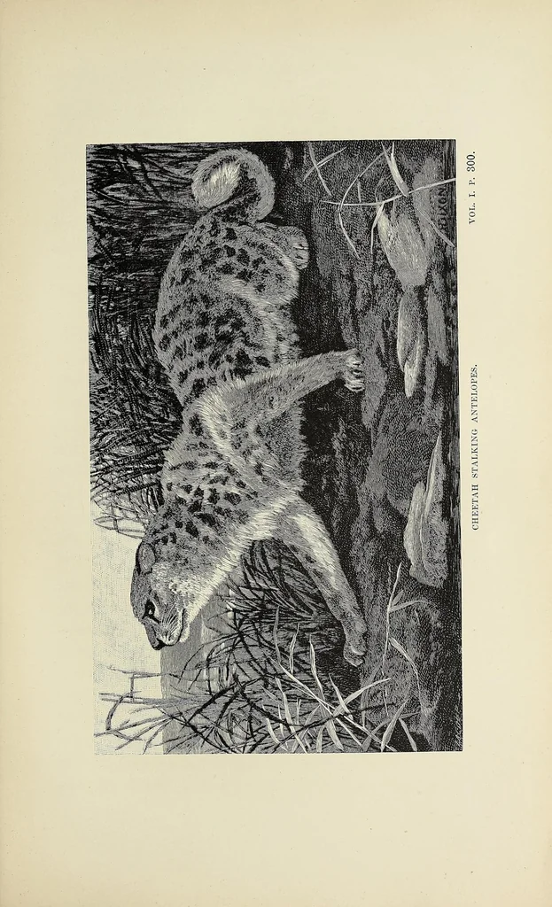 An illustration from Wild beasts and their ways : reminiscences of Europe, Asia, Africa, and America, 1890, leaf 337