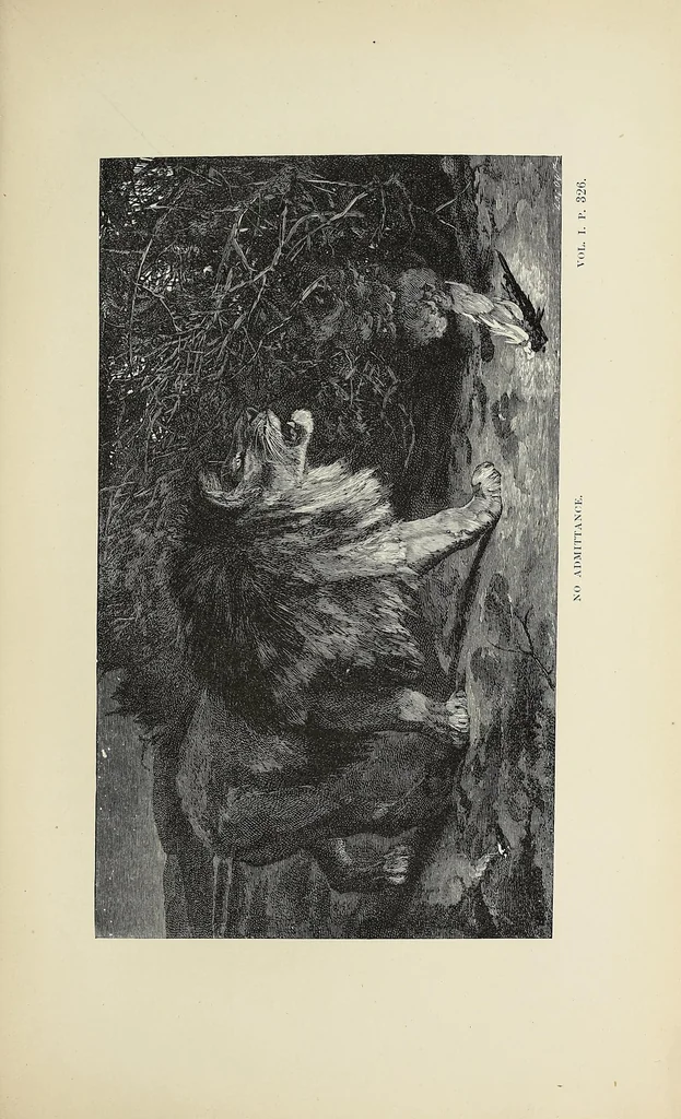 An illustration from Wild beasts and their ways : reminiscences of Europe, Asia, Africa, and America, 1890, leaf 369