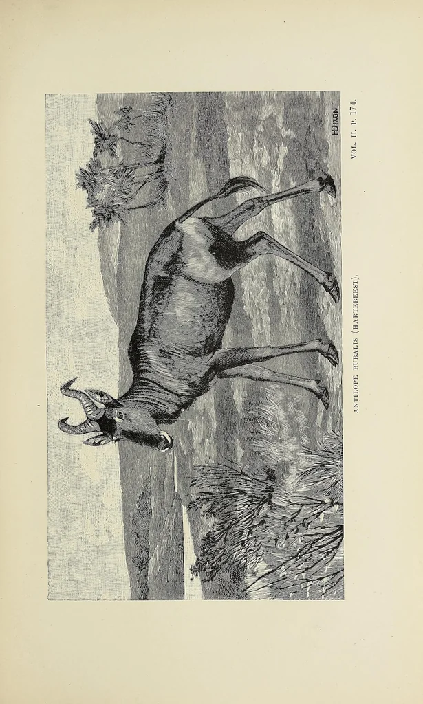 An illustration from Wild beasts and their ways : reminiscences of Europe, Asia, Africa, and America, 1890, leaf 211