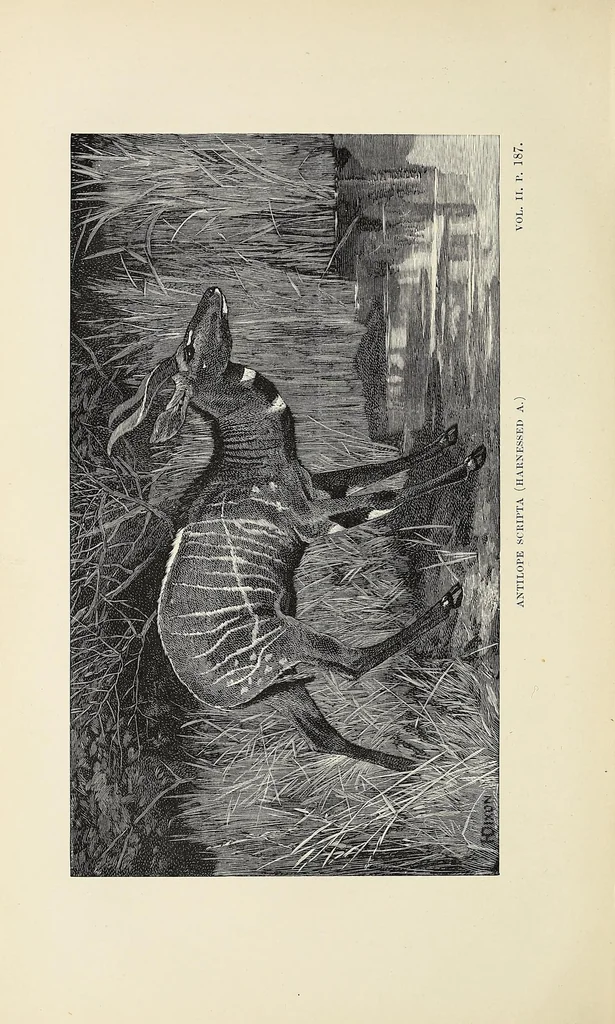 An illustration from Wild beasts and their ways : reminiscences of Europe, Asia, Africa, and America, 1890, leaf 226