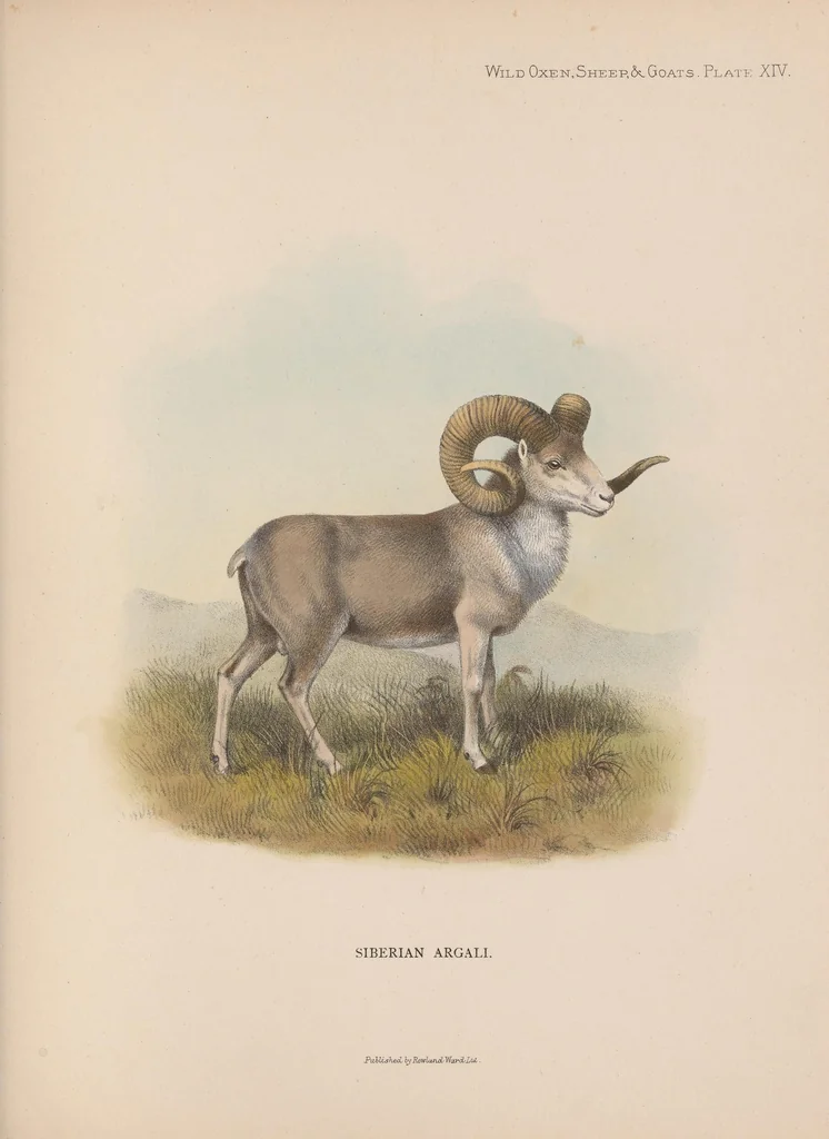 An illustration from Wild oxen, sheep & goats of all lands, living and extinct, 1898, leaf 225