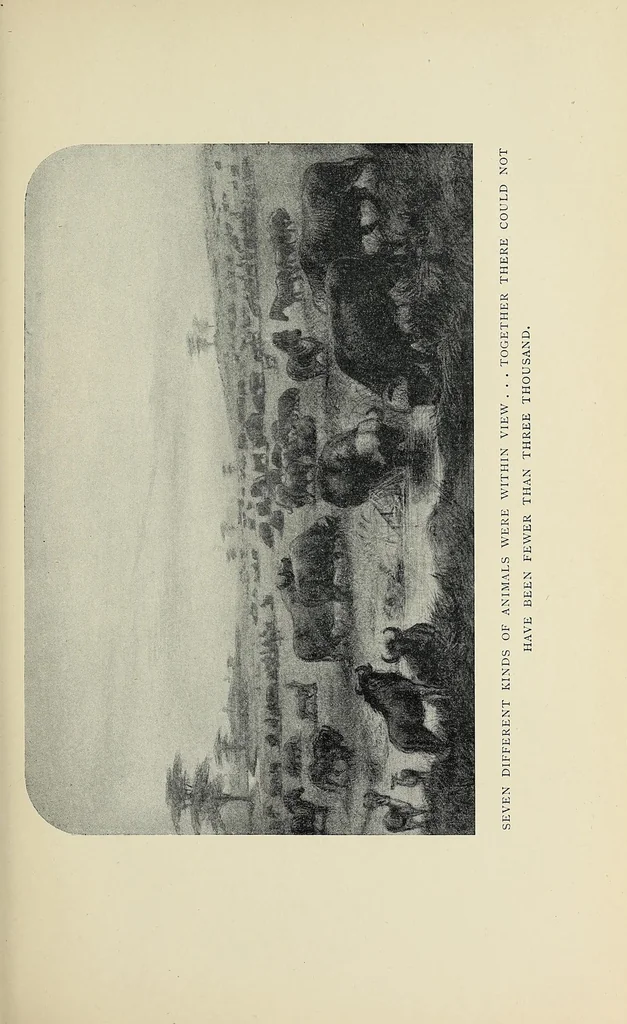 An illustration from William Cotton Oswell, hunter and explorer : the story of his life with certain correspondance and extracts from the private journal of David Livingstone, hitherto unpublished, 1900, leaf 39