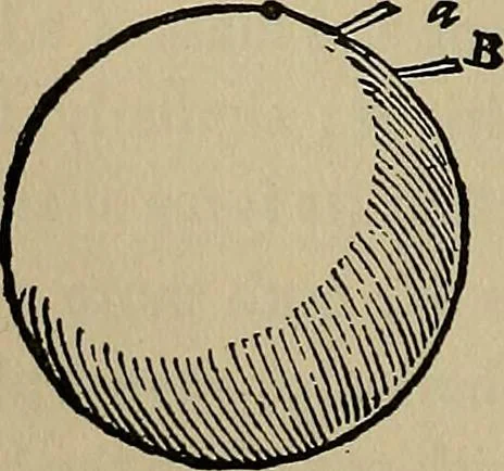 An illustration from William Gilbert of Colchester, physician of London, On the loadstone and magnetic bodies and on the great magnet the earth. A new physiology, demonstrated with many arguments and experiments .., 1893, leaf 211