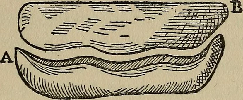 An illustration from William Gilbert of Colchester, physician of London, On the loadstone and magnetic bodies and on the great magnet the earth. A new physiology, demonstrated with many arguments and experiments .., 1893, leaf 252
