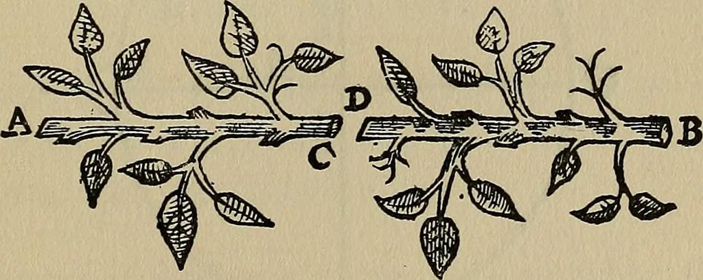 An illustration from William Gilbert of Colchester, physician of London, On the loadstone and magnetic bodies and on the great magnet the earth. A new physiology, demonstrated with many arguments and experiments .., 1893, leaf 256