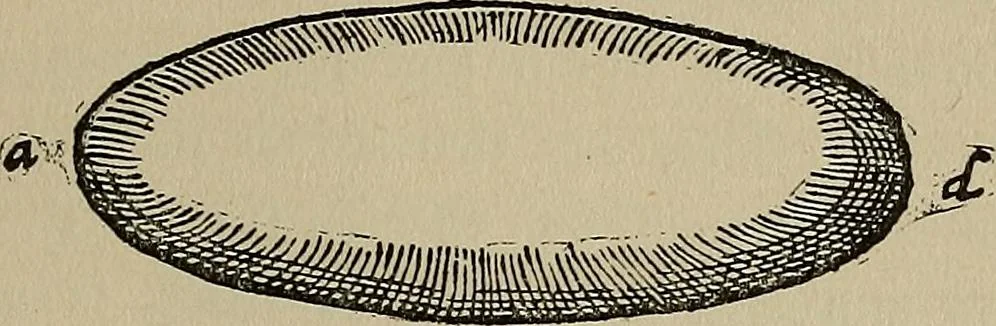 An illustration from William Gilbert of Colchester, physician of London, On the loadstone and magnetic bodies and on the great magnet the earth. A new physiology, demonstrated with many arguments and experiments .., 1893, leaf 86