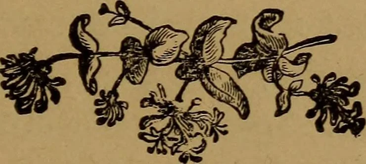 An illustration from Witch Hill : a history of Salem witchcraft, including illustrative sketches of persons and places, 1870, leaf 28