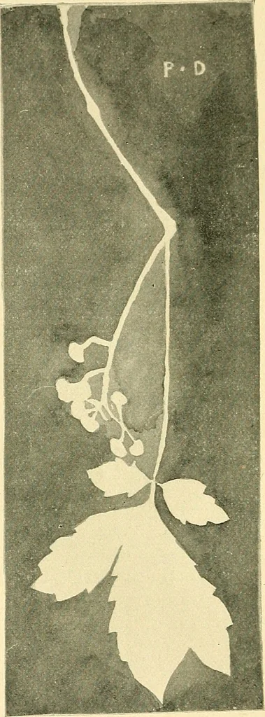 An illustration from With brush and pen : suggestions for some of the newer phases of public school art instruction, 1897, leaf 19