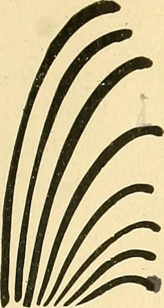 An illustration from With brush and pen : suggestions for some of the newer phases of public school art instruction, 1897, leaf 22