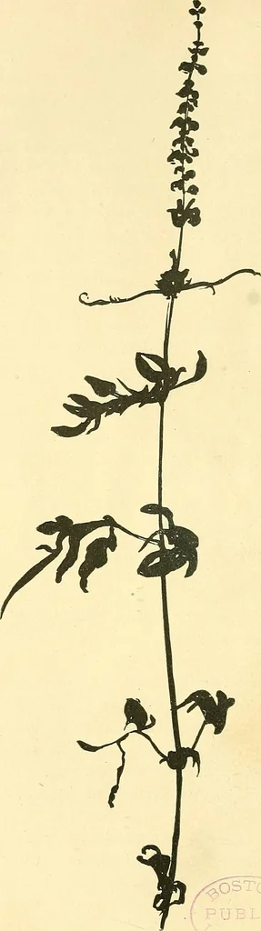 An illustration from With brush and pen : suggestions for some of the newer phases of public school art instruction, 1897, leaf 27