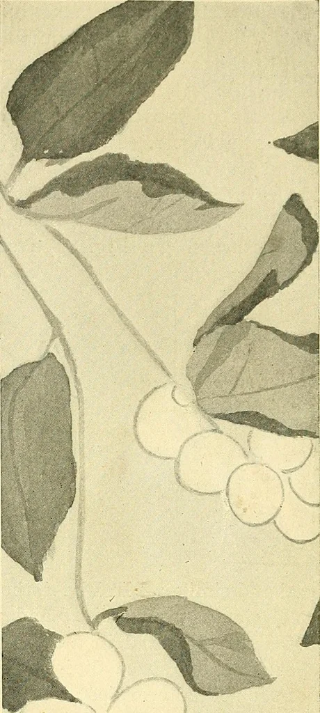 An illustration from With brush and pen : suggestions for some of the newer phases of public school art instruction, 1897, leaf 29