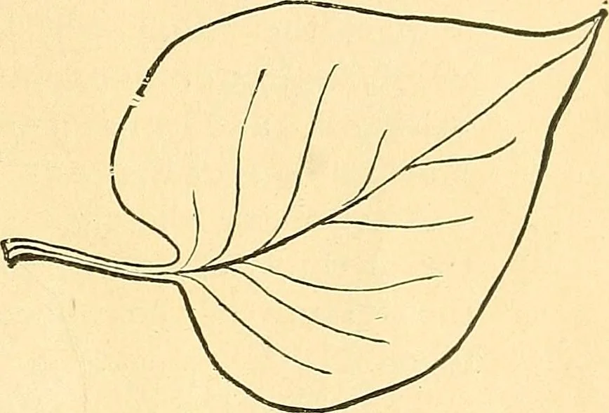 An illustration from With brush and pen : suggestions for some of the newer phases of public school art instruction, 1897, leaf 56