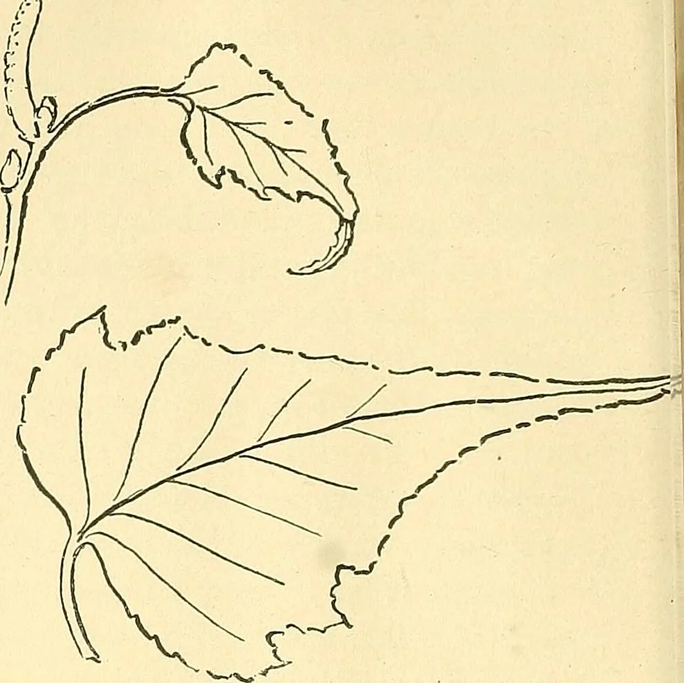 An illustration from With brush and pen : suggestions for some of the newer phases of public school art instruction, 1897, leaf 57