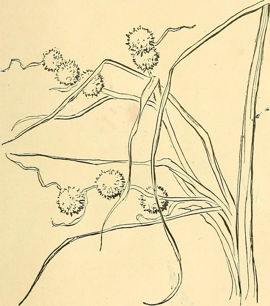 An illustration from With brush and pen : suggestions for some of the newer phases of public school art instruction, 1897, leaf 58