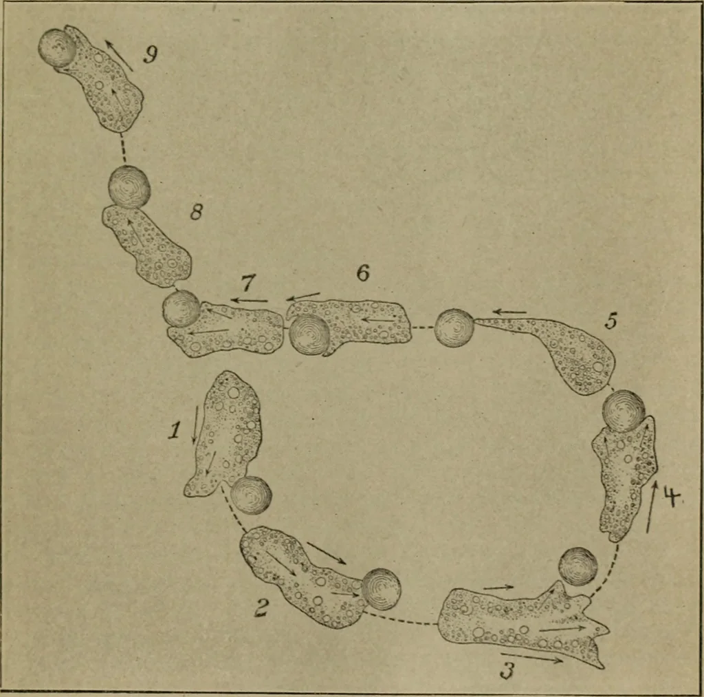 An illustration from Within the mind maze, or, Mentonomy, the law of the mind, 1911, leaf 148