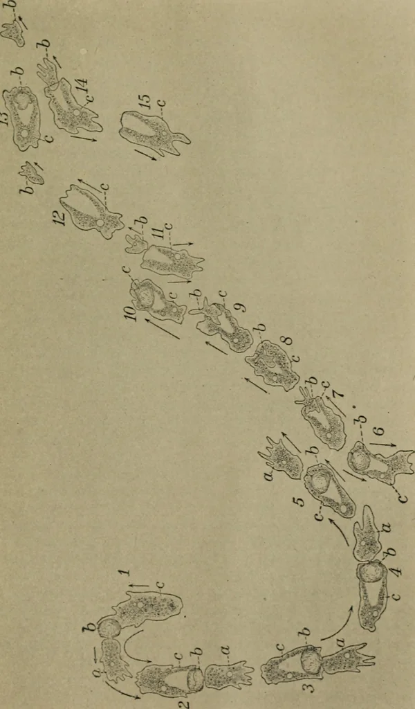 An illustration from Within the mind maze, or, Mentonomy, the law of the mind, 1911, leaf 166