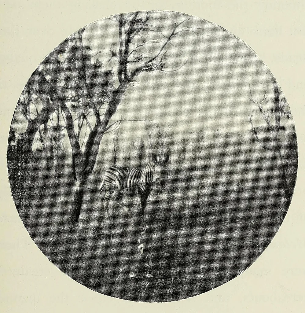 An illustration from With Wilson in Matabeleland, or, Sport and war in Zambesia, 1894, leaf 111