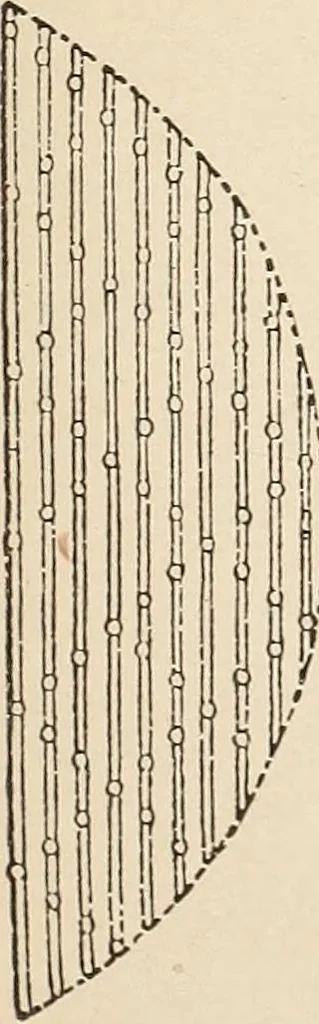 An illustration from The woman's book, dealing practically with the modern conditions of home-life, self-support, education, opportunties, and every-day problems, 1894, leaf 258