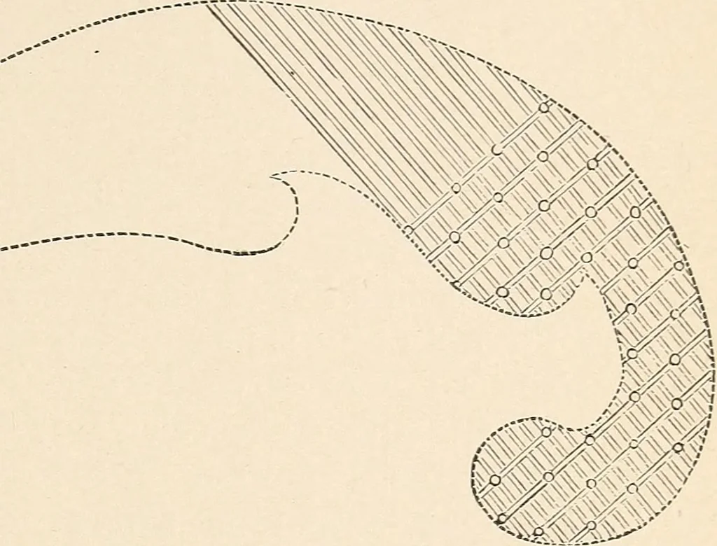 An illustration from The woman's book, dealing practically with the modern conditions of home-life, self-support, education, opportunties, and every-day problems, 1894, leaf 258