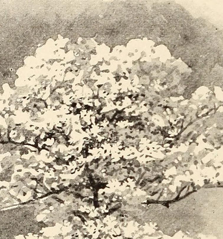 An illustration from The woman's book, dealing practically with the modern conditions of home-life, self-support, education, opportunties, and every-day problems, 1894, leaf 37