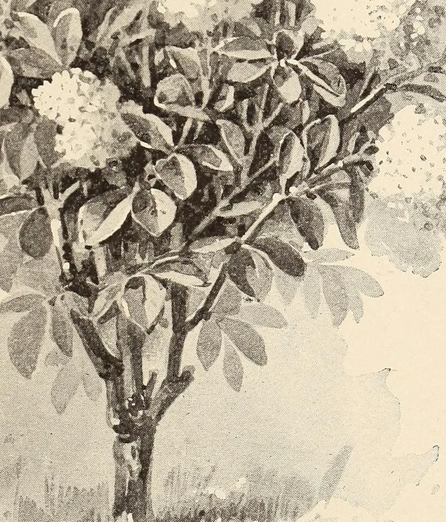 An illustration from The woman's book, dealing practically with the modern conditions of home-life, self-support, education, opportunties, and every-day problems, 1894, leaf 40