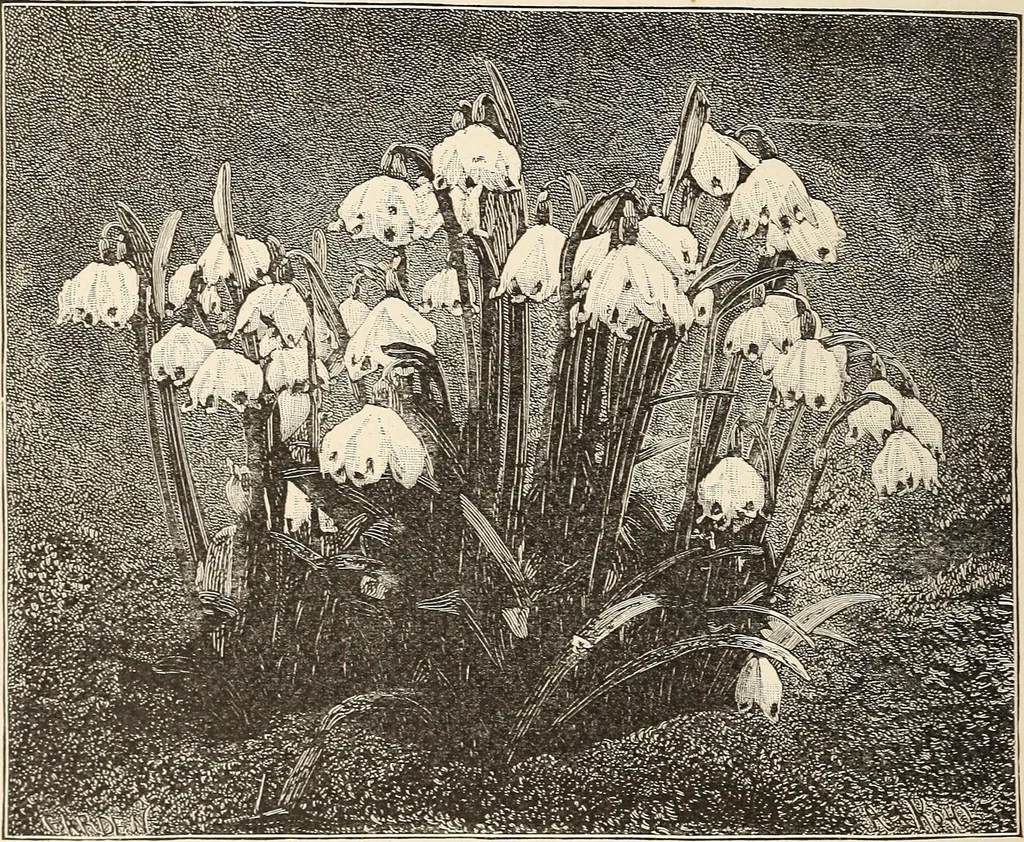 An illustration from The woman's book, dealing practically with the modern conditions of home-life, self-support, education, opportunties, and every-day problems, 1894, leaf 59