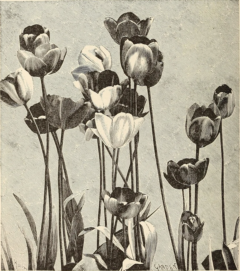 An illustration from The woman's book, dealing practically with the modern conditions of home-life, self-support, education, opportunties, and every-day problems, 1894, leaf 61