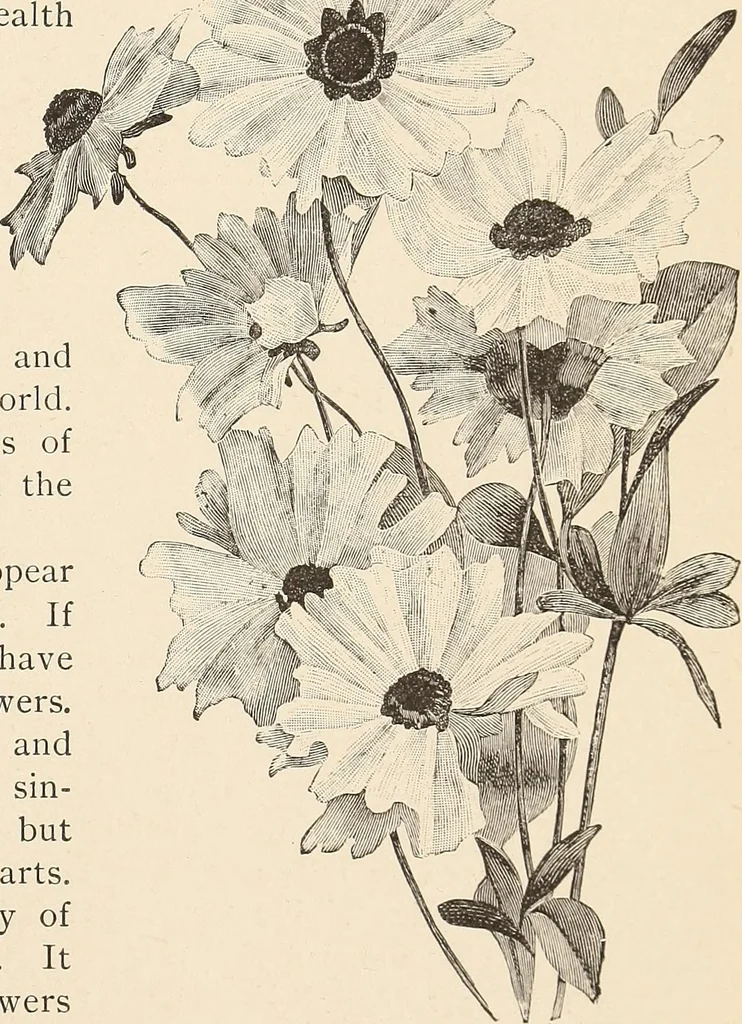 An illustration from The woman's book, dealing practically with the modern conditions of home-life, self-support, education, opportunties, and every-day problems, 1894, leaf 62