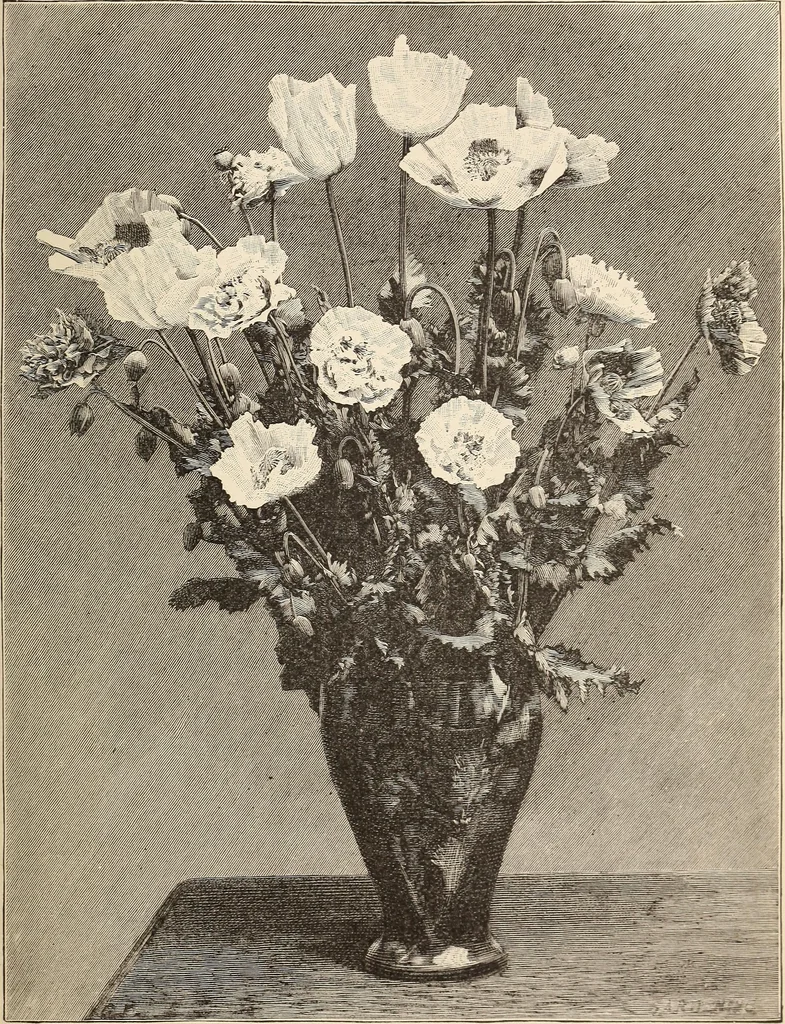 An illustration from The woman's book, dealing practically with the modern conditions of home-life, self-support, education, opportunties, and every-day problems, 1894, leaf 64