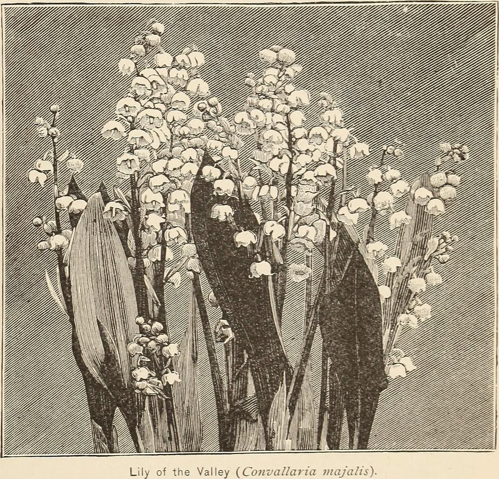 An illustration from The woman's book, dealing practically with the modern conditions of home-life, self-support, education, opportunties, and every-day problems, 1894, leaf 66