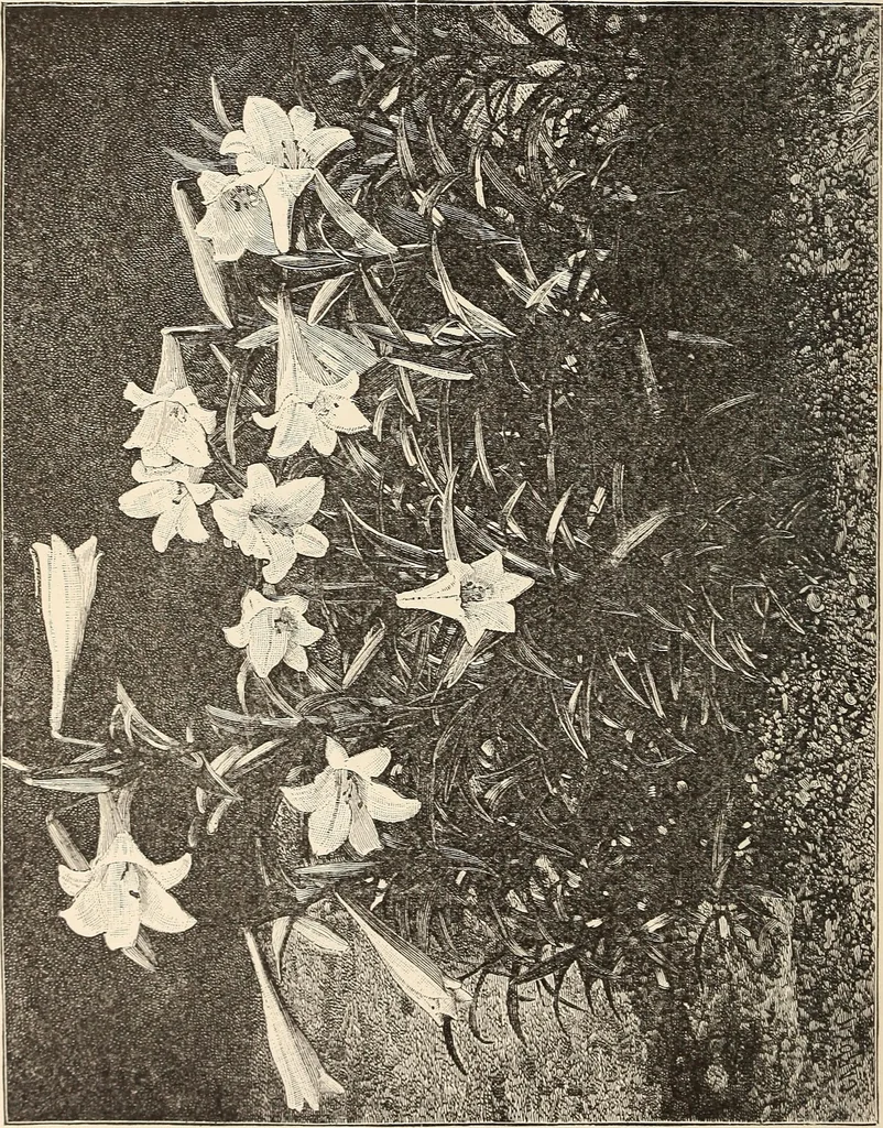 An illustration from The woman's book, dealing practically with the modern conditions of home-life, self-support, education, opportunties, and every-day problems, 1894, leaf 67