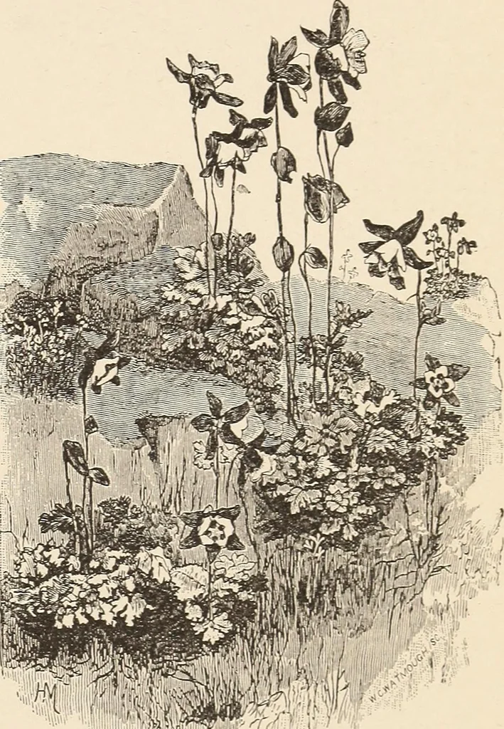 An illustration from The woman's book, dealing practically with the modern conditions of home-life, self-support, education, opportunties, and every-day problems, 1894, leaf 68
