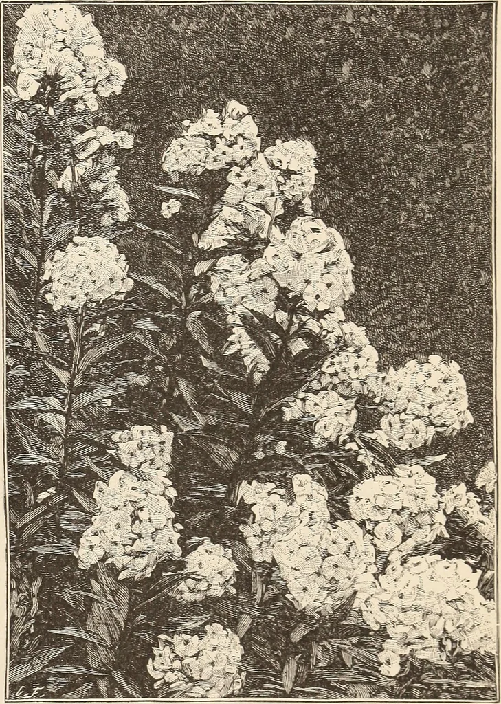 An illustration from The woman's book, dealing practically with the modern conditions of home-life, self-support, education, opportunties, and every-day problems, 1894, leaf 70