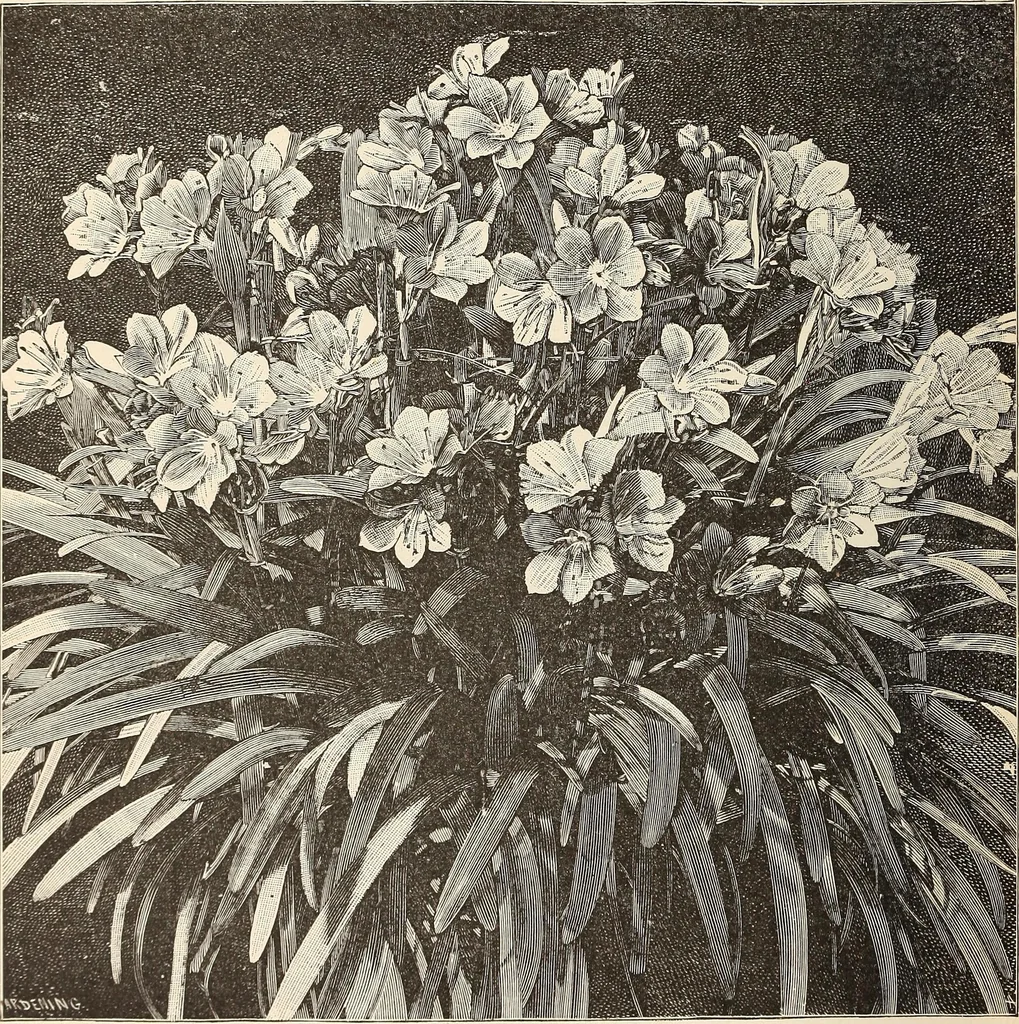 An illustration from The woman's book, dealing practically with the modern conditions of home-life, self-support, education, opportunties, and every-day problems, 1894, leaf 73