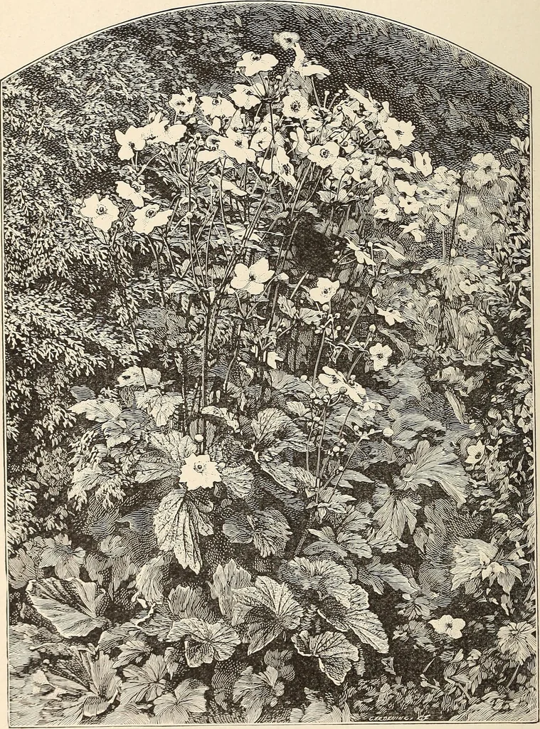An illustration from The woman's book, dealing practically with the modern conditions of home-life, self-support, education, opportunties, and every-day problems, 1894, leaf 75
