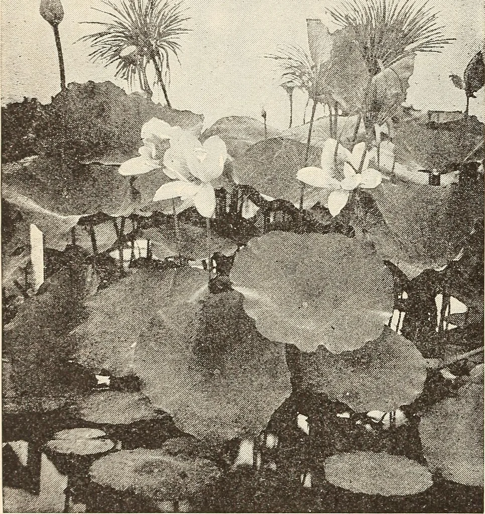 An illustration from The woman's book, dealing practically with the modern conditions of home-life, self-support, education, opportunties, and every-day problems, 1894, leaf 77